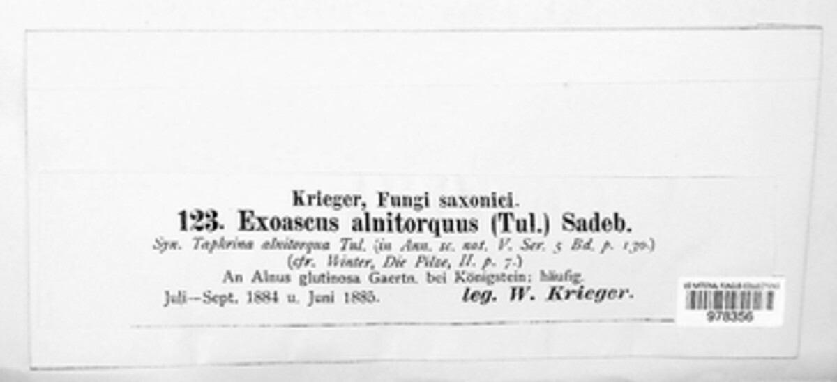 Taphrina alni image